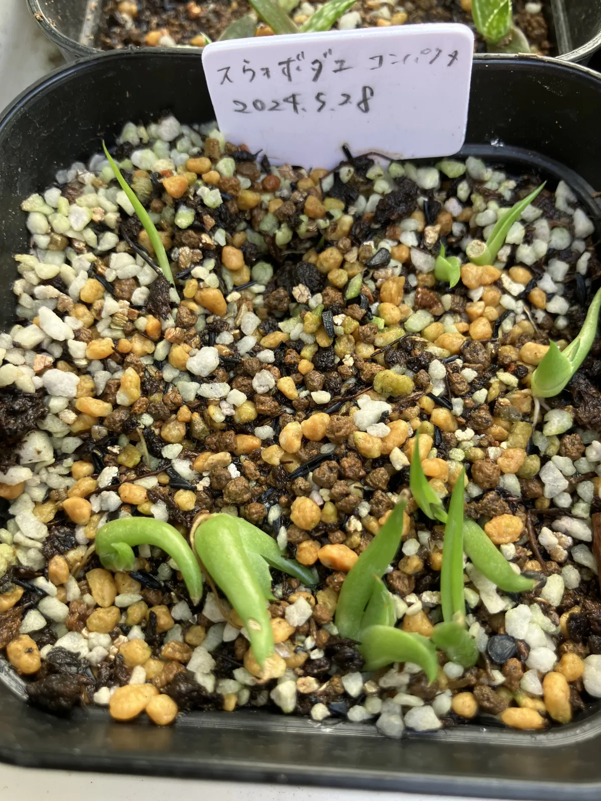 Agave victoriae-reginae ssp. swobodae 'Compacta' (アガベ スワボダエ コンパクタ‘’)