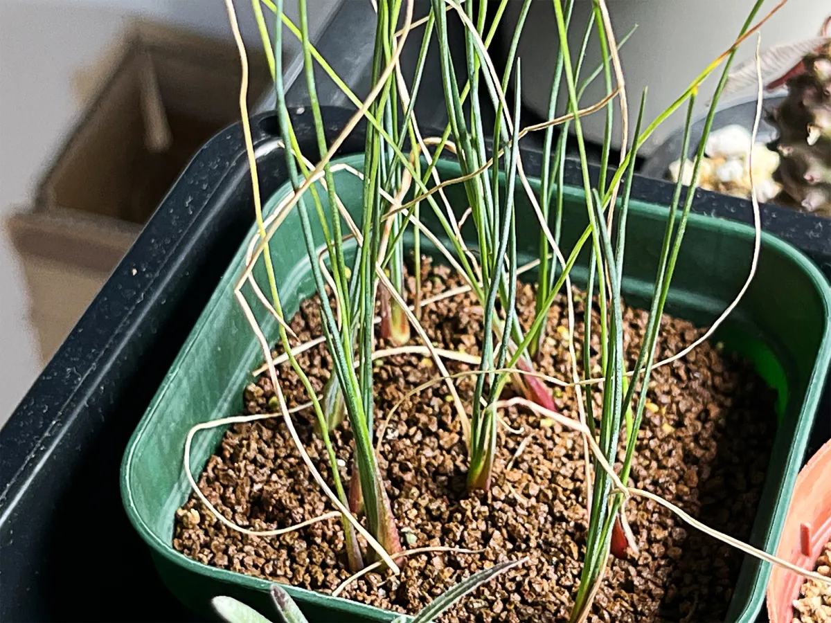 Dasylirion longissimum var. longissimum (ダシリリオン ロンギシマム)