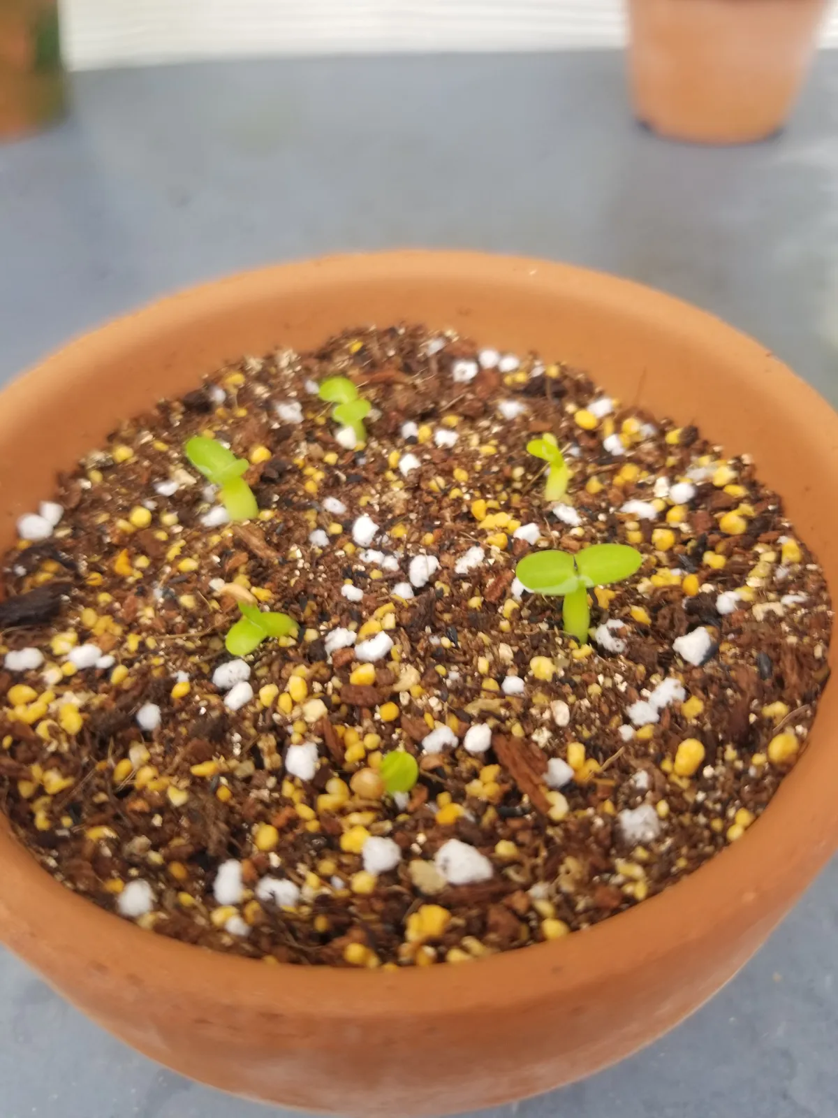 Pachypodium enigmaticum (パキポディウム エニグマチカム)