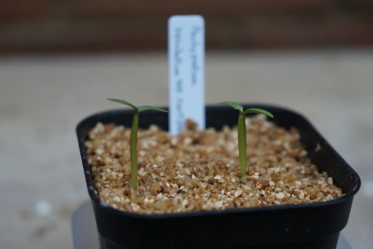 Pachypodium rosulatum ssp. cactipes (パキポディウム カクチペス)