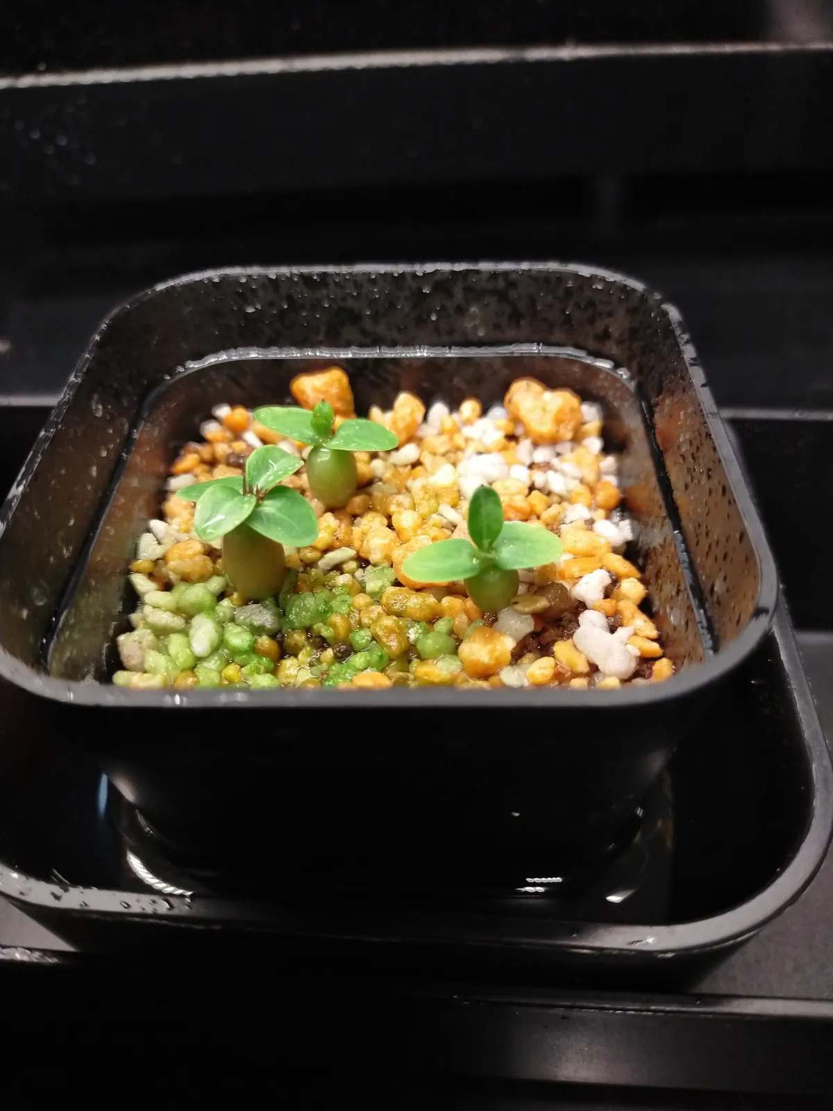 Pachypodium succulentum (パキポディウム サキュレンタム 天馬空)