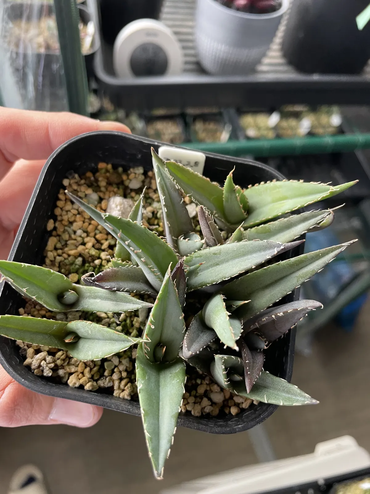Agave horrida ssp. horrida (アガベ ホリダ)