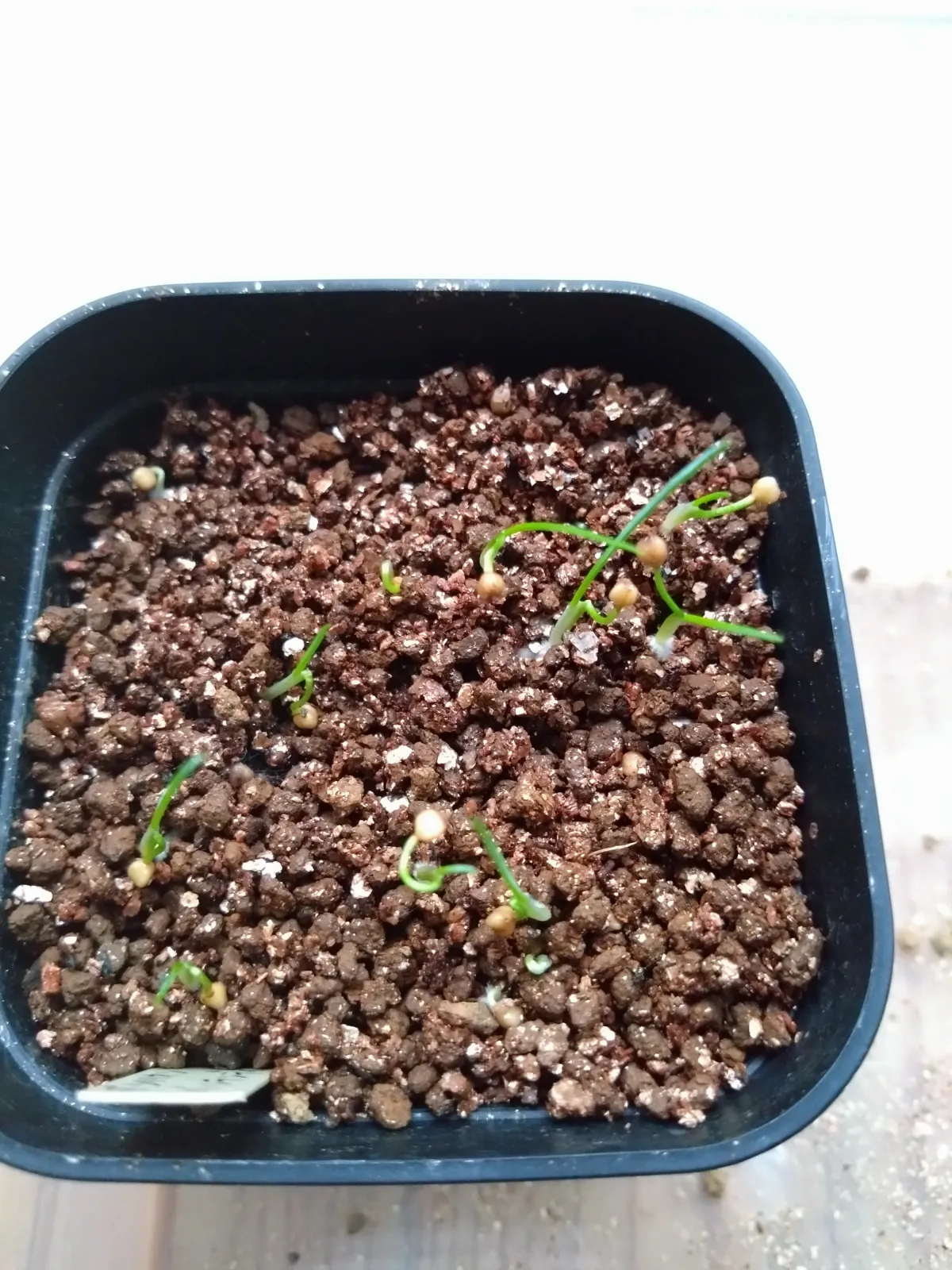 Dasylirion berlandieri var. berlandieri Zaragoza Blue (ダシリリオン ベルランディエリ)