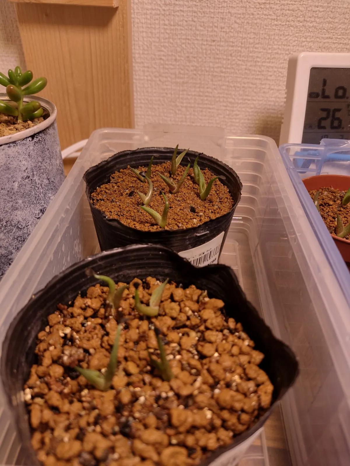 Agave oteroi (アガベ オテロイ)