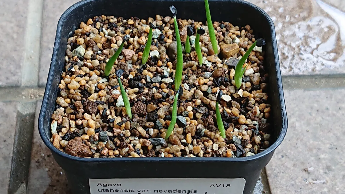 Agave utahensis var. nevadensis (アガベ ユタエンシス ネヴァデンシス)