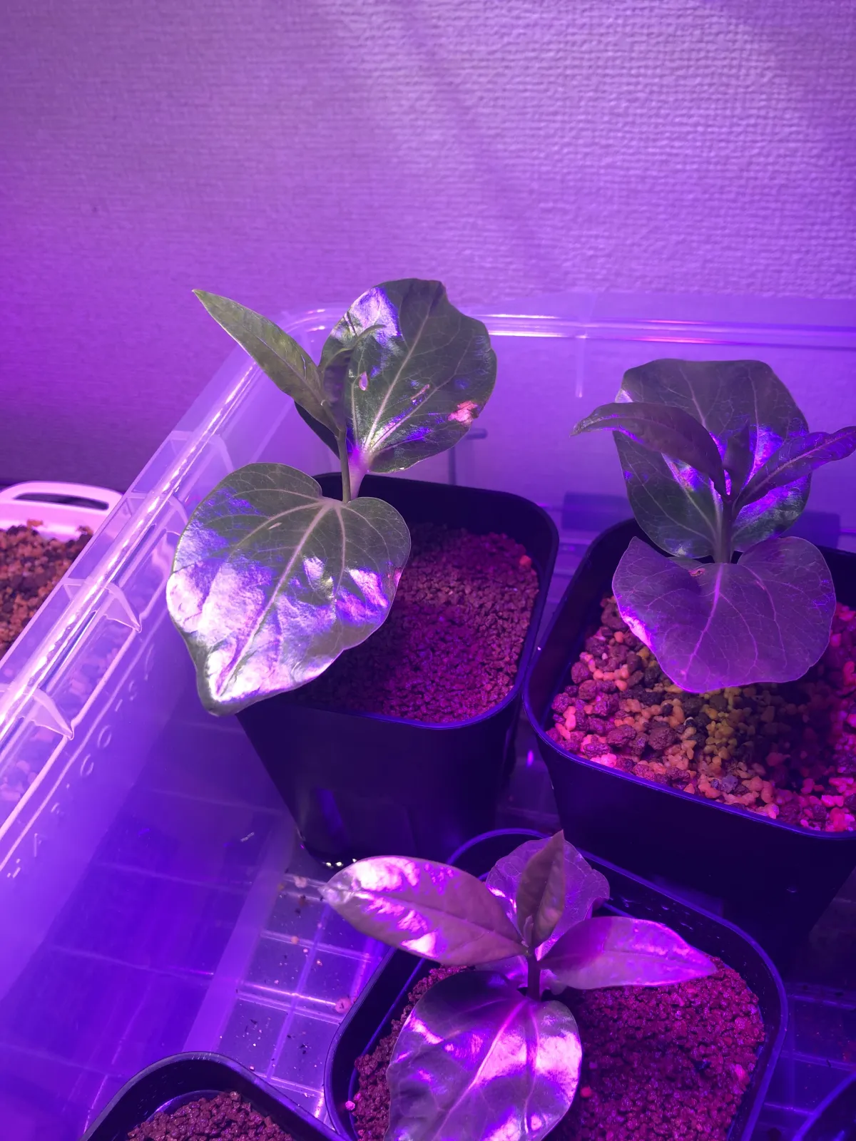 Adansonia digitata (アダンソニア（バオバブ） ディギタータ)