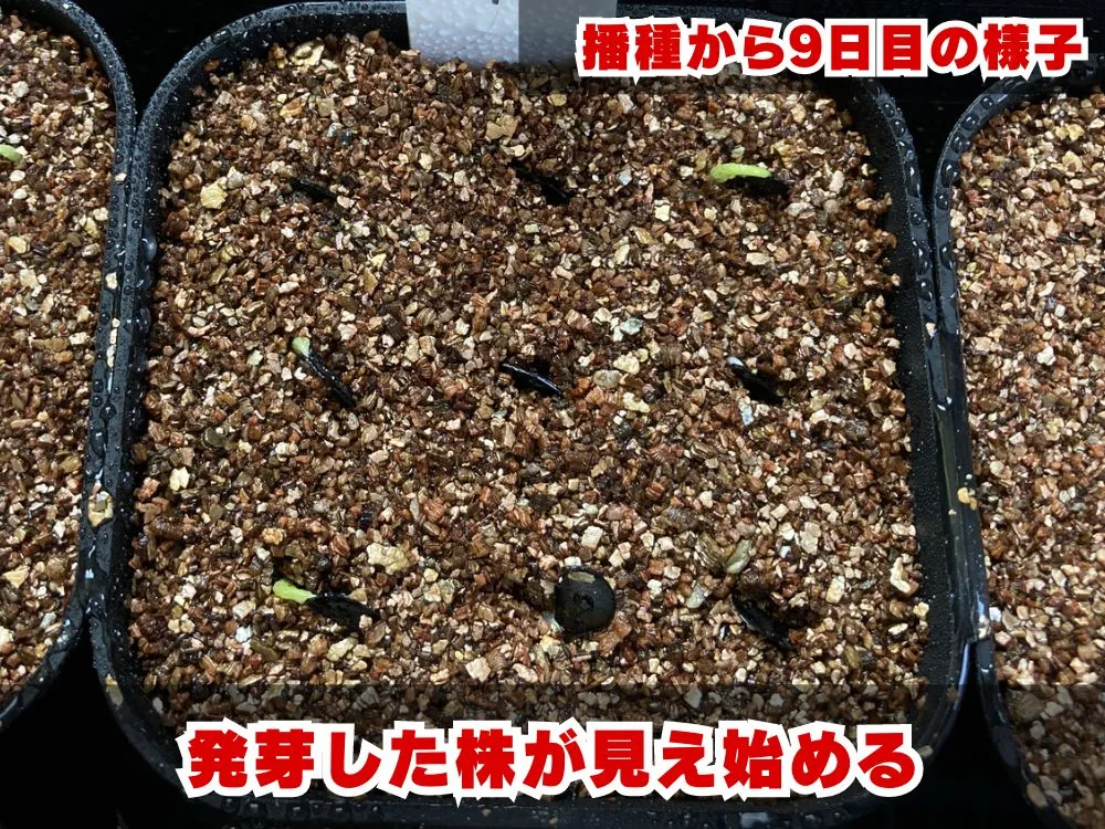 Agave Agave sp 'Azul Monterrey' (アガベ アズールモントレー)