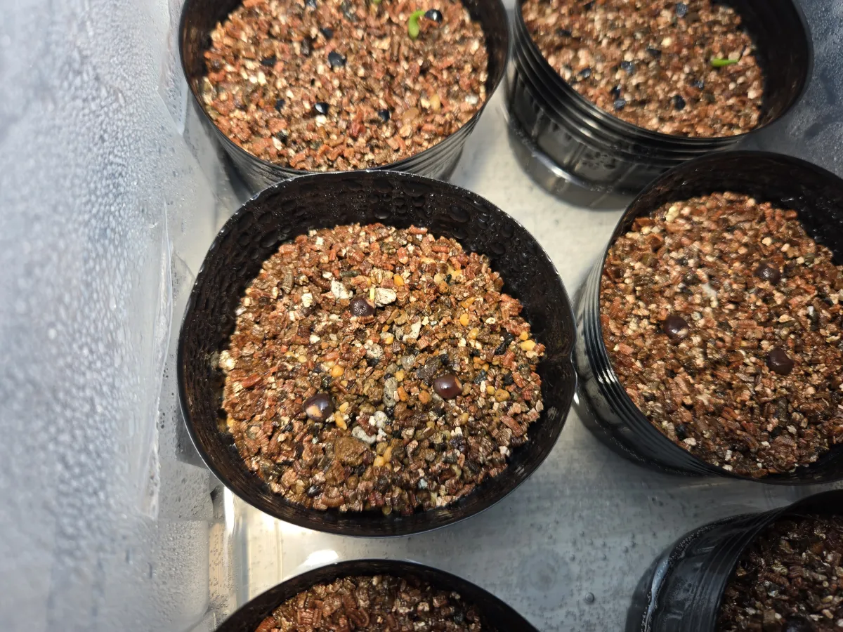 Operculicarya pachypus (オペルクリカリア パキプス)