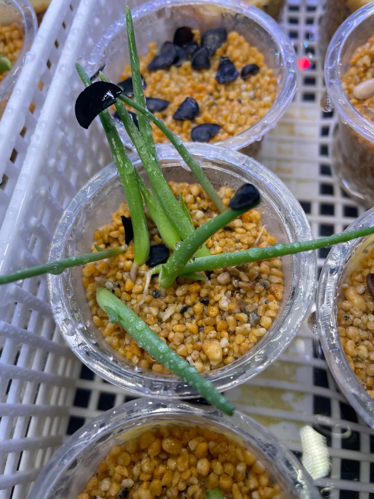 Agave rhodacantha Dwarf (アガベ ロダカンサ ドワーフ)