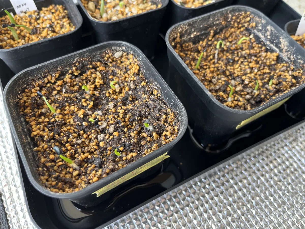 Agave utahensis var. eborispina (アガベ エボリスピナ)