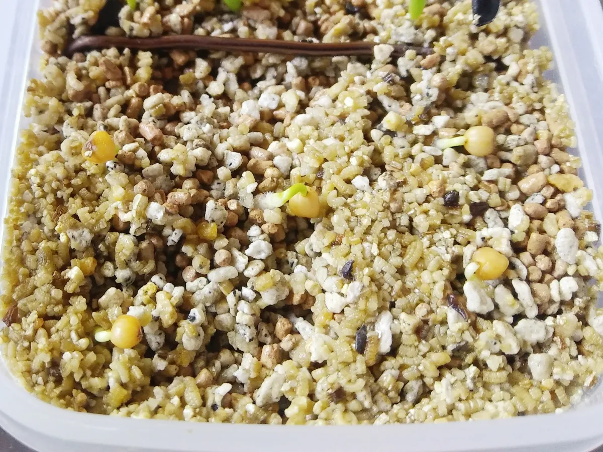 Beaucarnea gracilis (ボーカルネア グラキリス)