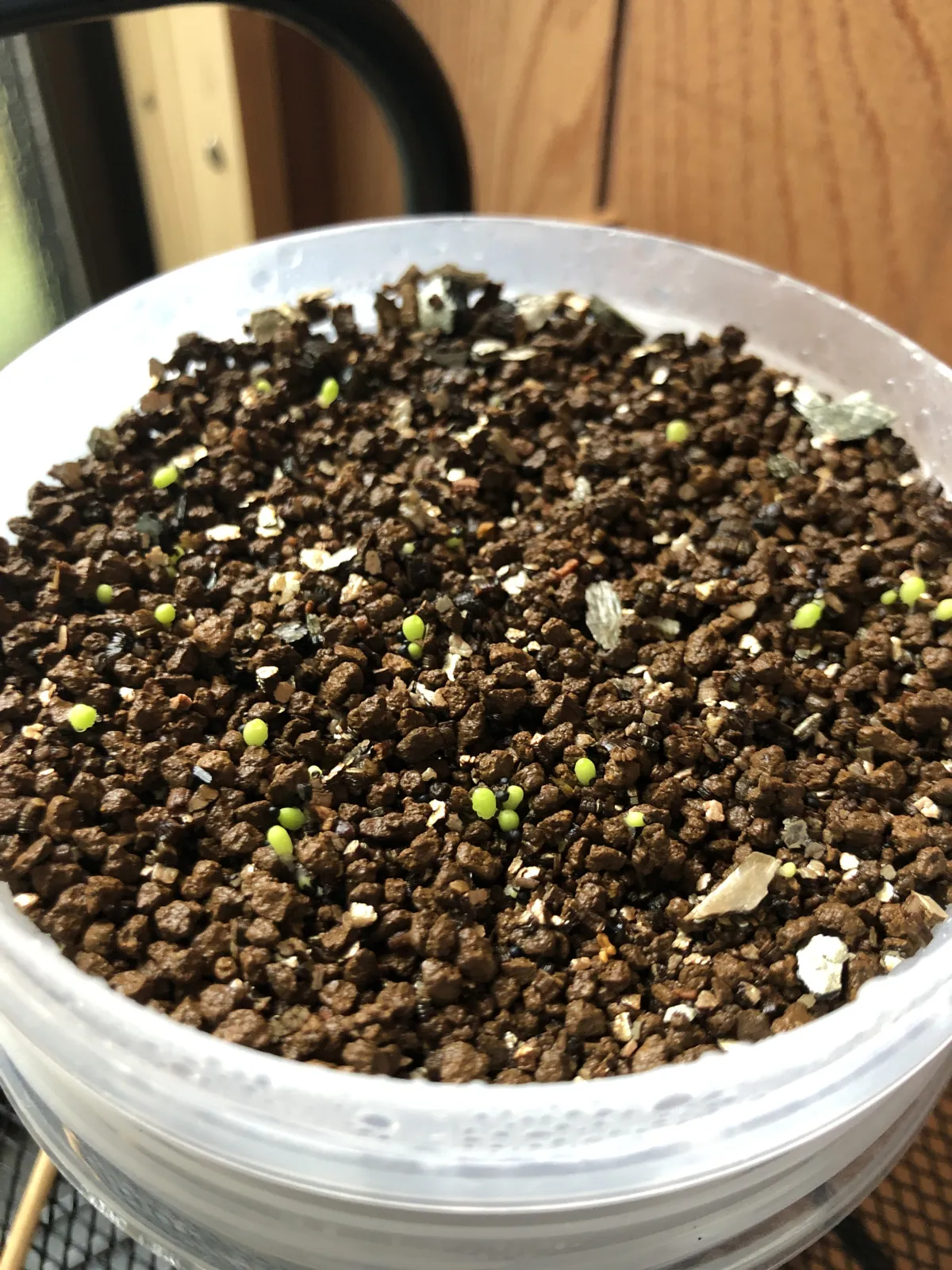 Geohintonia mexicana f. cristata (ジオヒントニア メキシカーナ)