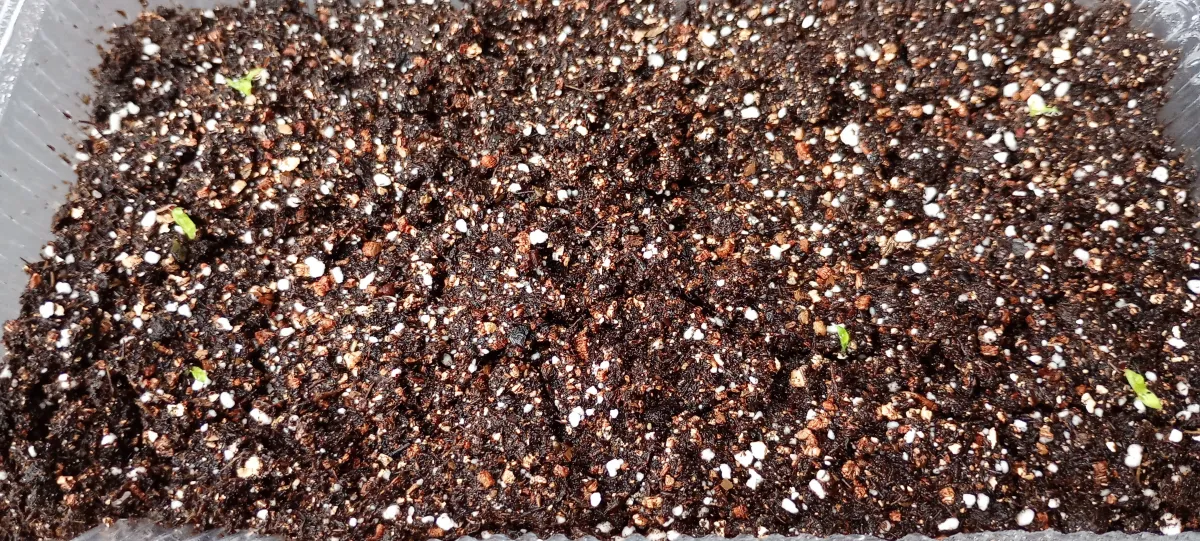 Puya mirabilis (プヤ ミラビリス)