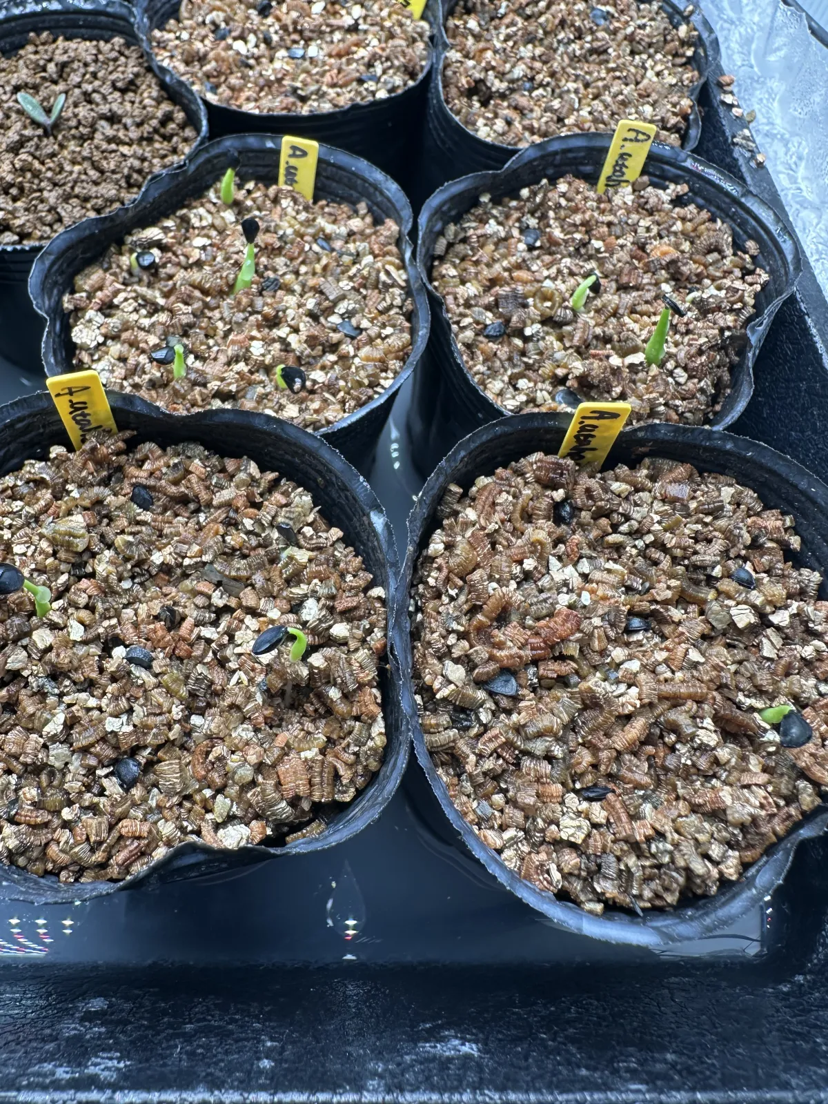 Agave utahensis var. nevadensis 'Compacta' (アガベ ネバデンシス コンパクタ)