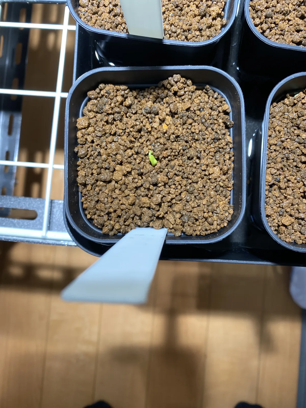 Senna meridionalis (センナ メリディオナリス)