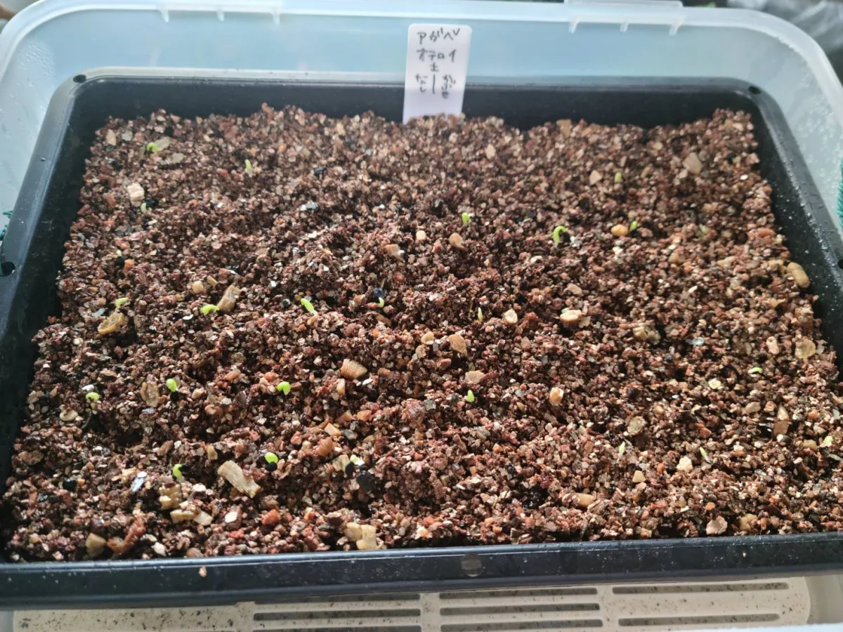 Agave oteroi (アガベ オテロイ)