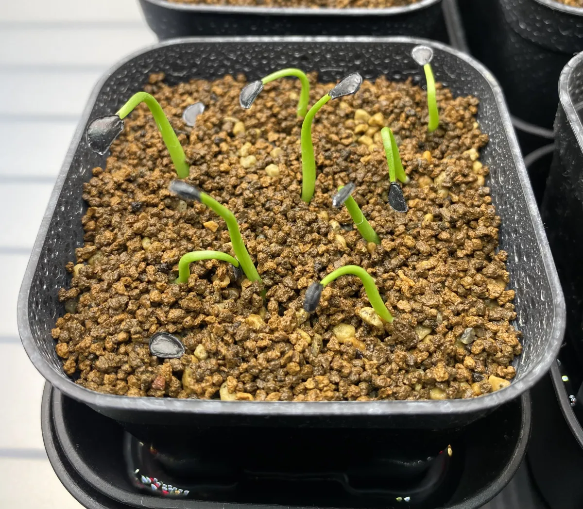 Agave havardiana (アガベ ハバルディアナ)