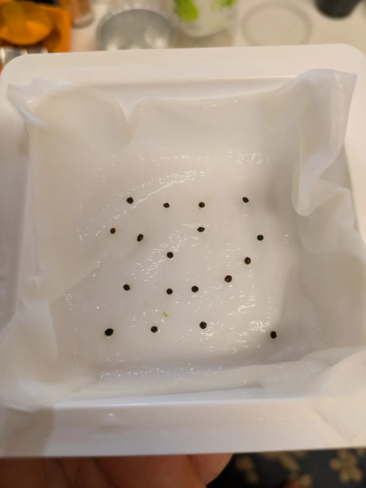 Euphorbia pachypodioides (ユーフォルビア パキポディオイデス)