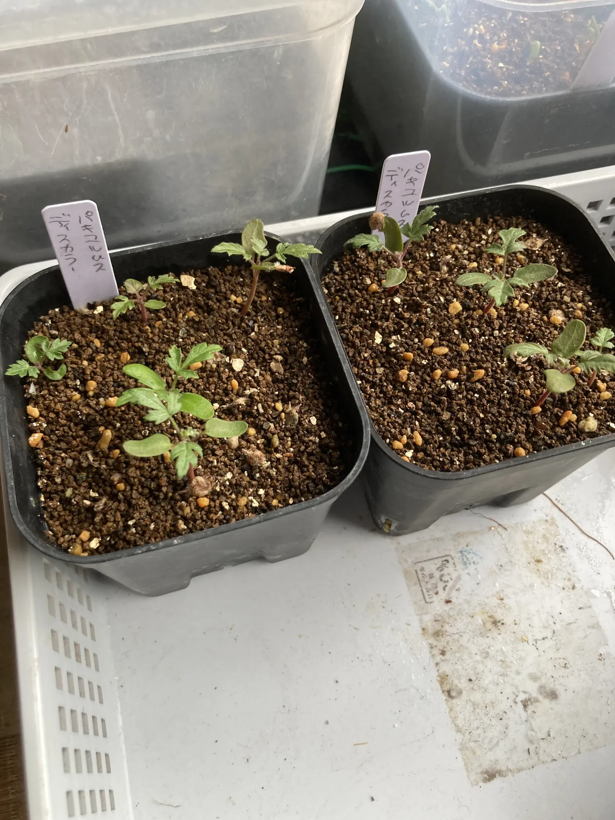 Pachycormus discolor var. veatchianus (パキコルムス ディスカラー ビーチアナス)