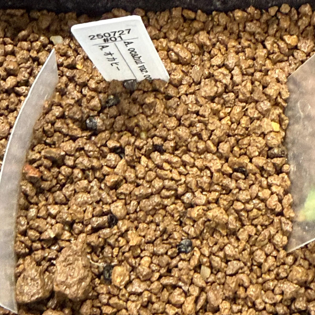 Agave ocahui var. ocahui (アガベ オカヒー)