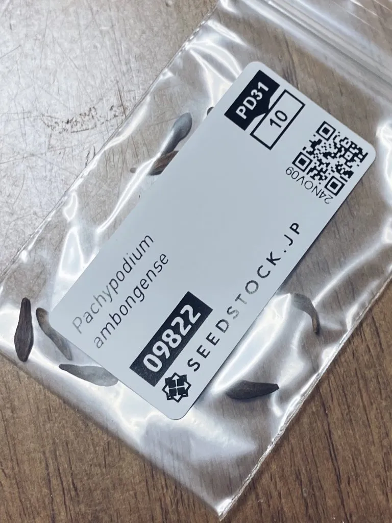 Pachypodium ambongense (パキポディウム アンボンゲンセ)