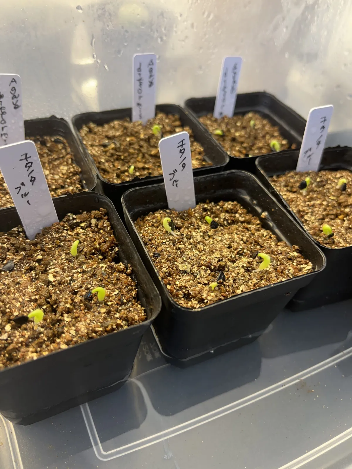 Agave titanota 'Blue' (アガベ チタノタブルー)