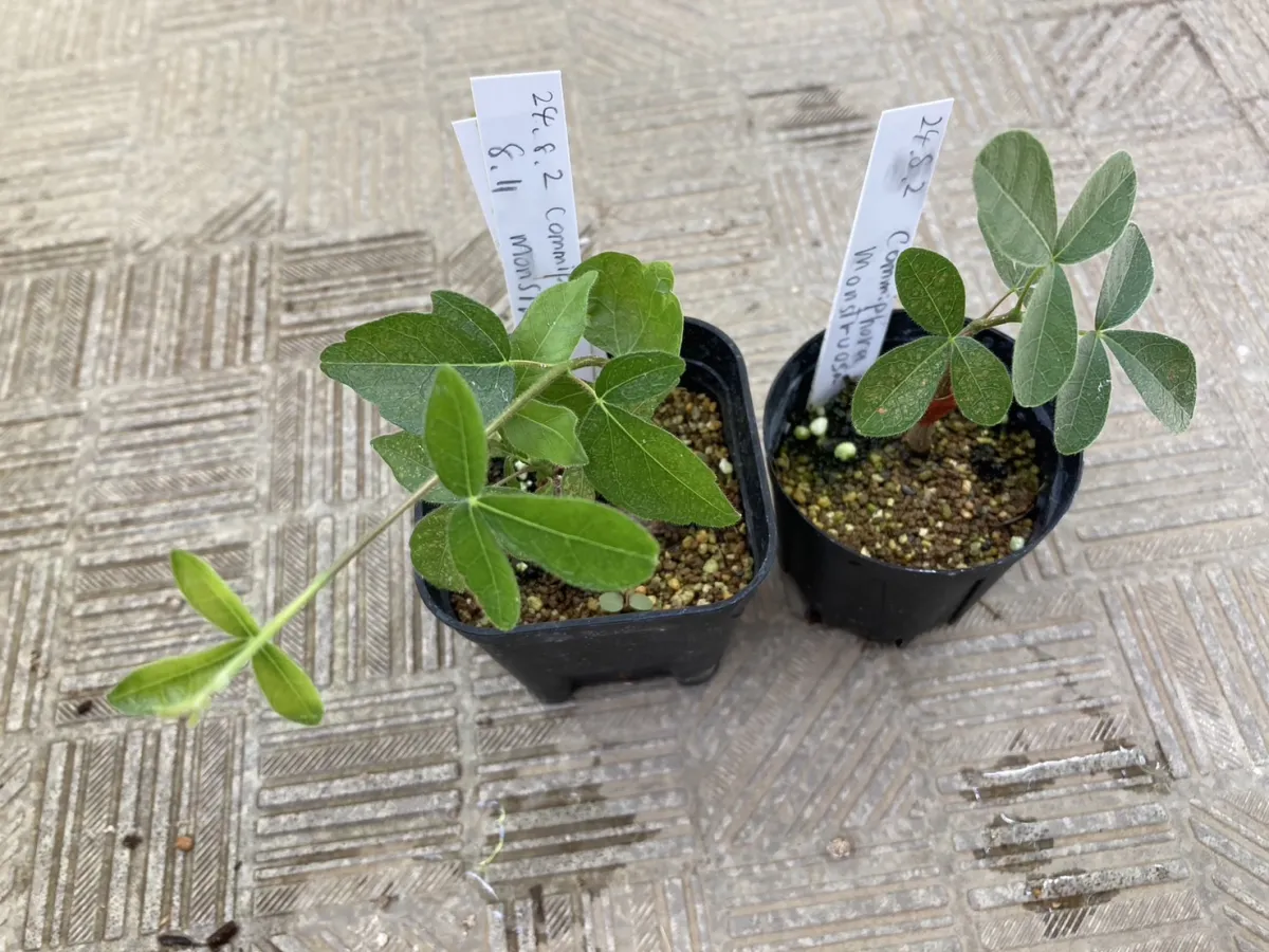 Commiphora monstruosa (コミフォラ モンストローサ)