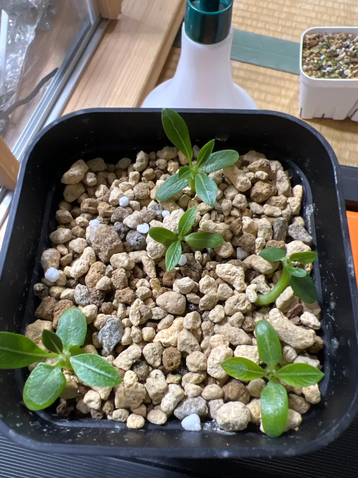 Pachypodium rosulatum var. inopinatum (パキポディウム イノピナツム)