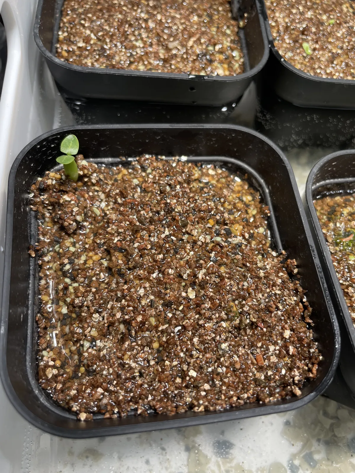 Pachypodium rosulatum var. inopinatum (パキポディウム イノピナツム)