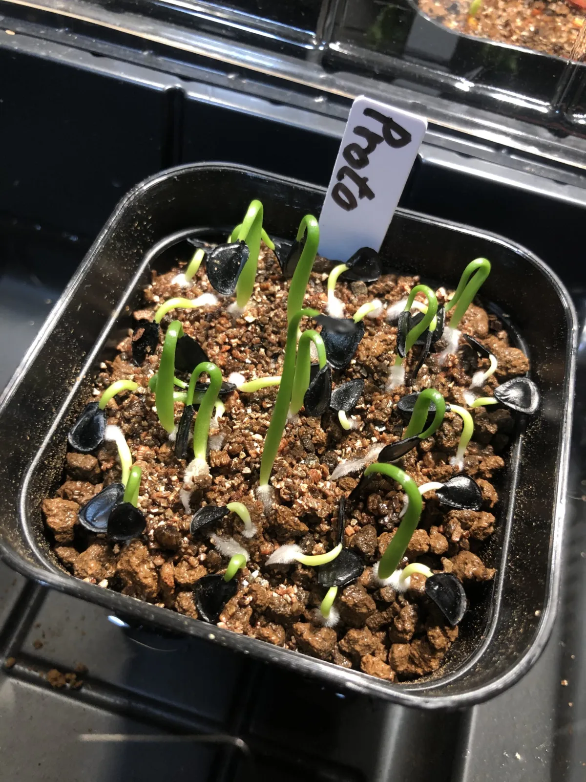 Agave americana ssp. protoamericana (アガベ プロトアメリカーナ)