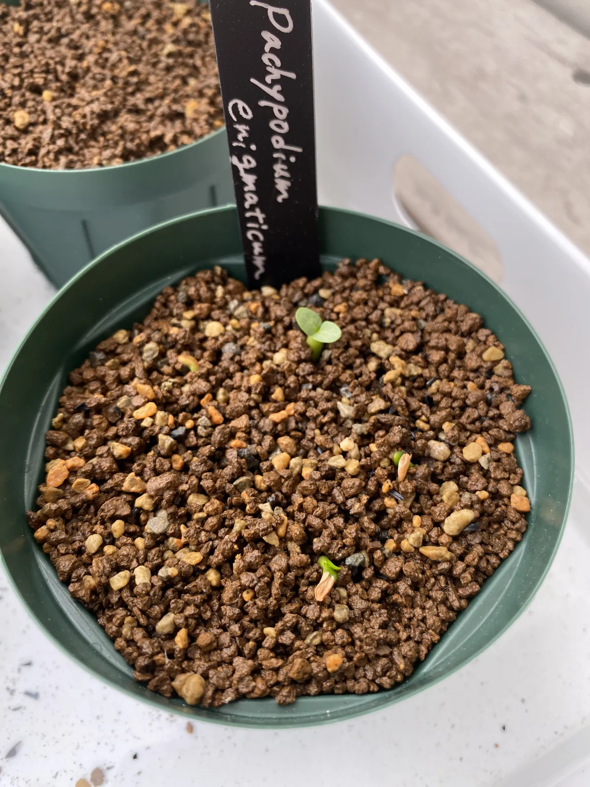 Pachypodium enigmaticum (パキポディウム エニグマチカム)