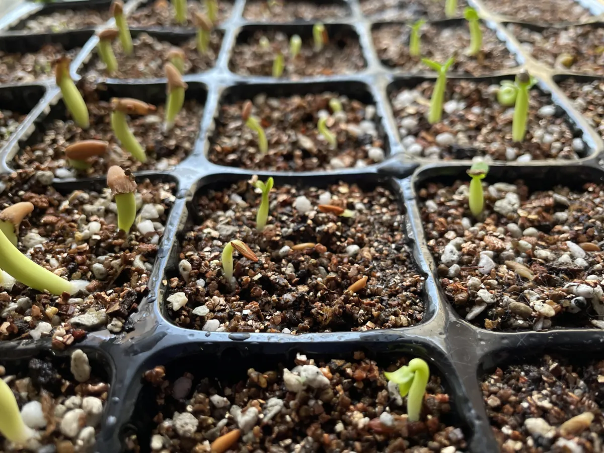 Pachypodium rosulatum var. gracilius (パキポディウム グラキリス)