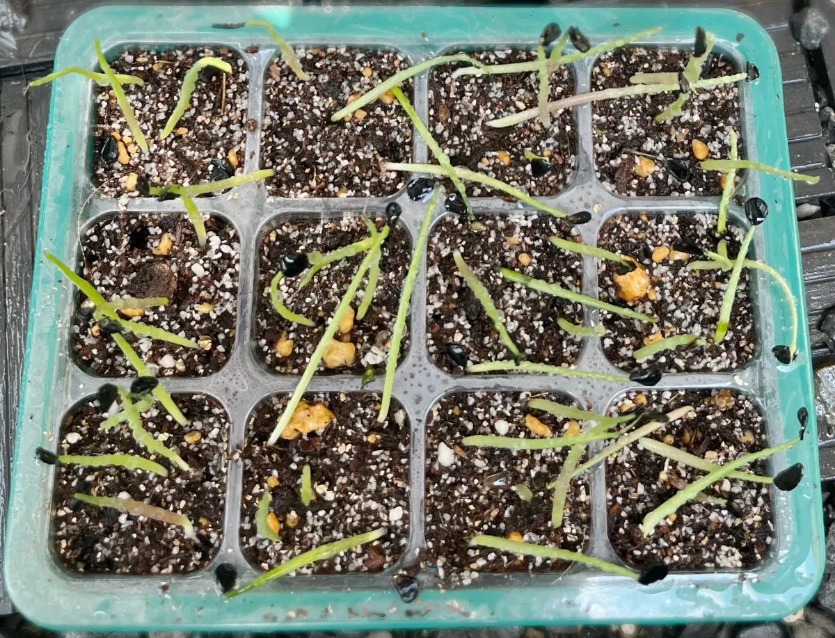 Agave potatorum (アガベ ポタトラム)