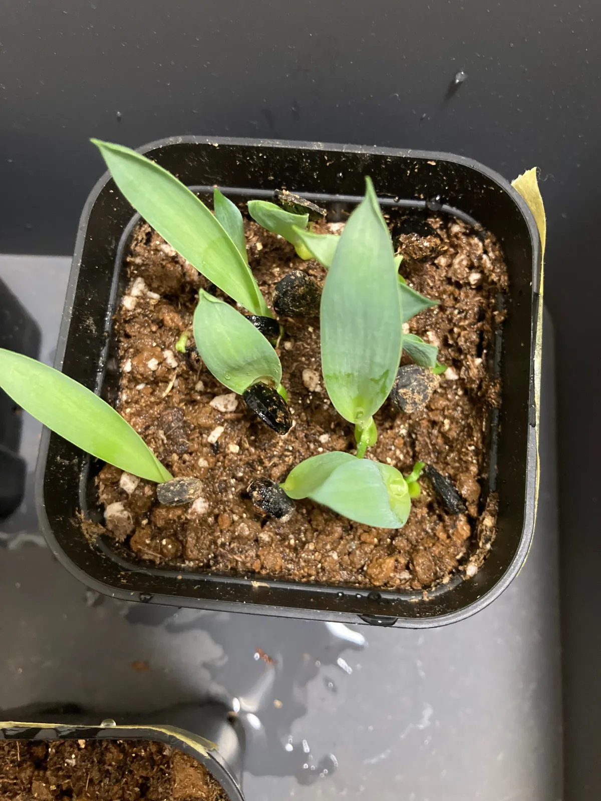 Yucca baccata var. vespertina vespertina (ユッカ バッカタ ベスペルティーナ)