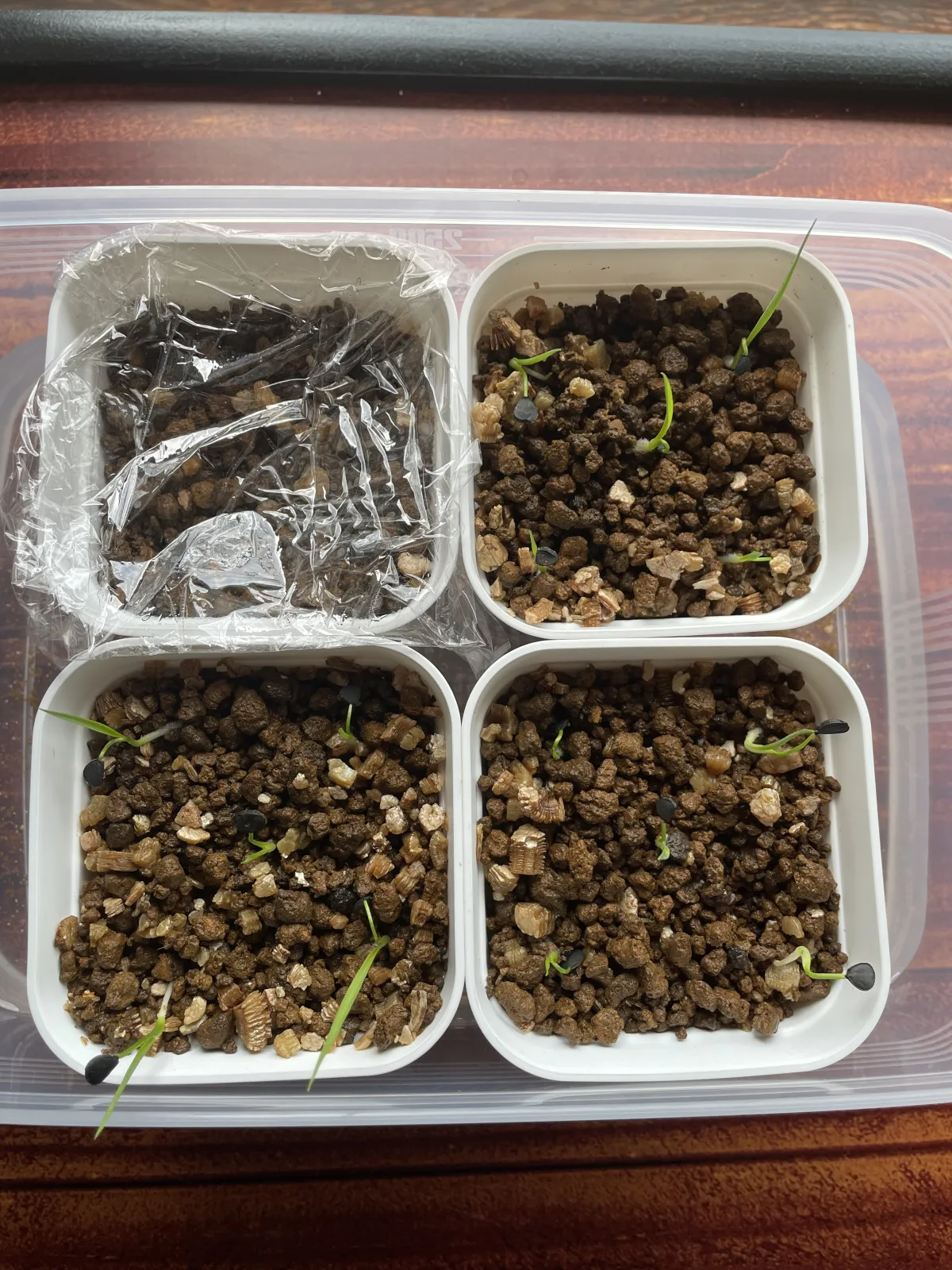 Yucca rostrata (ユッカ ロストラータ)