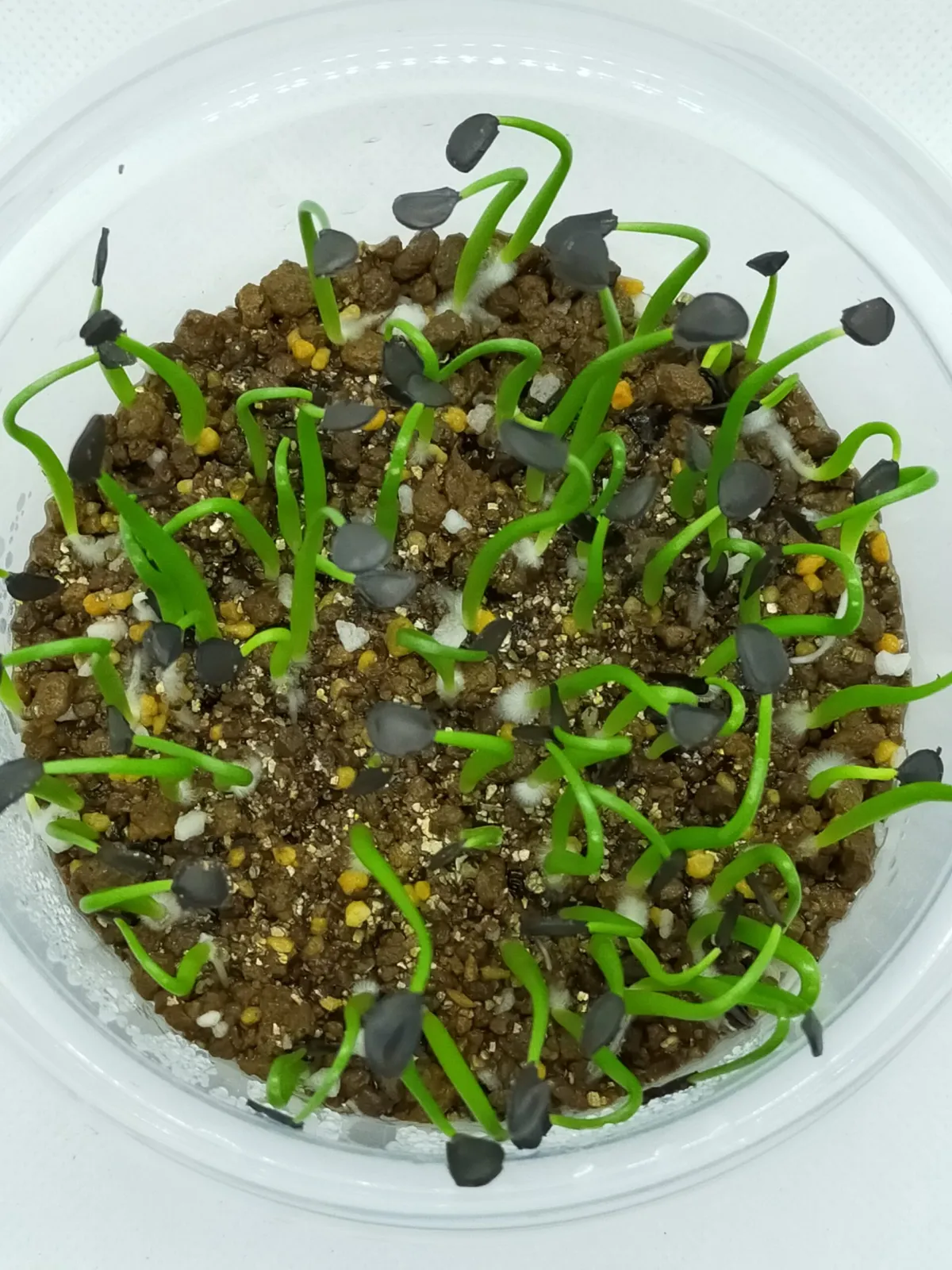 Agave flexispina (アガベ フレキシスピナ)