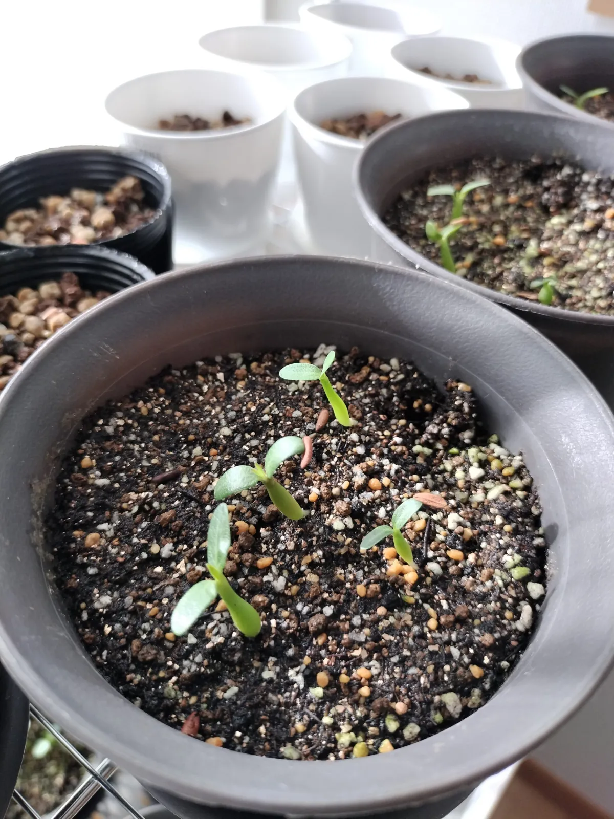 Pachypodium densiflorum var. densiflorum (パキポディウム デンシフローラム)