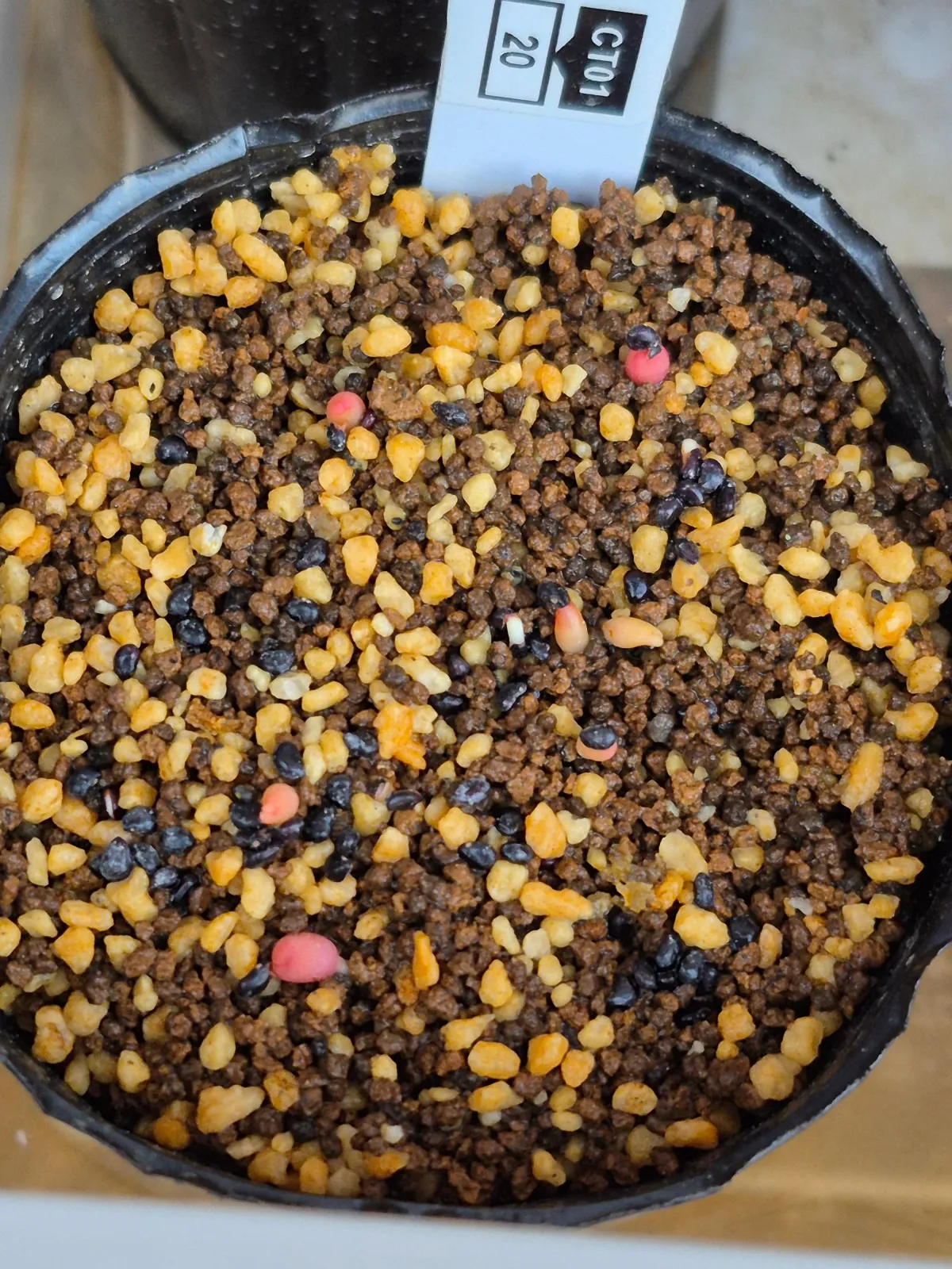 Echinocactus platyacanthus (エキノカクタス プラティアカンサス)