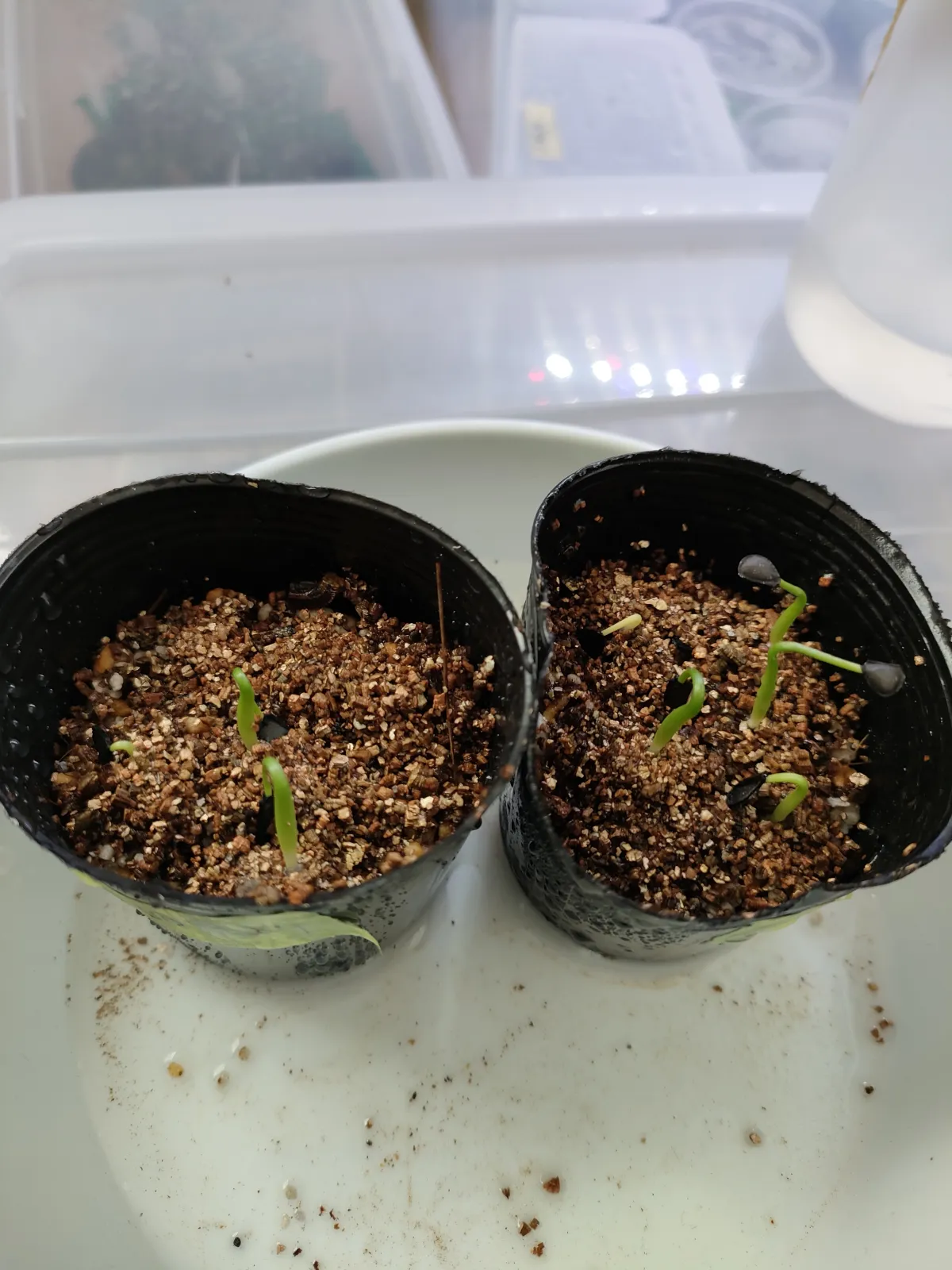 Agave palmeri (アガベ パルメリー)