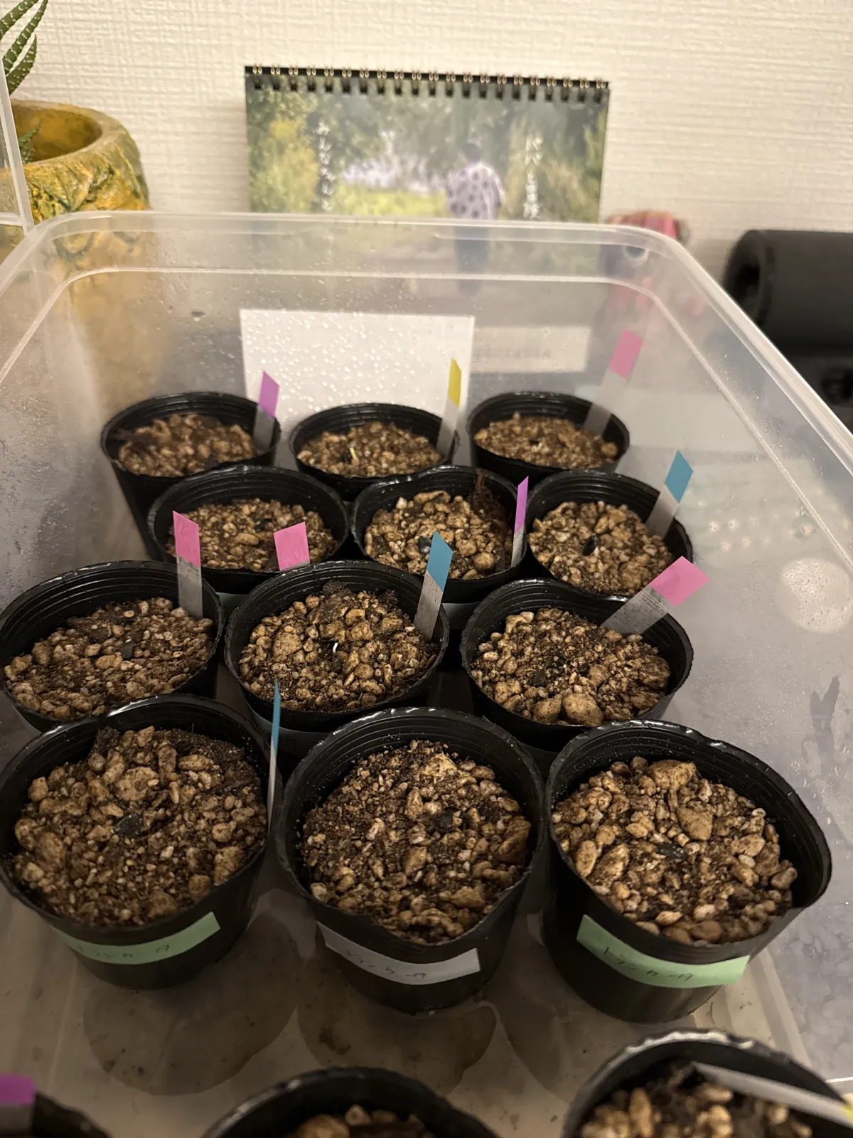 Agave parryi var. truncata (アガベ パリー トランカータ)