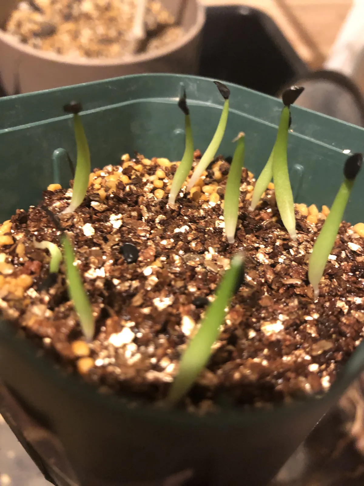 Agave oteroi (アガベ オテロイ)