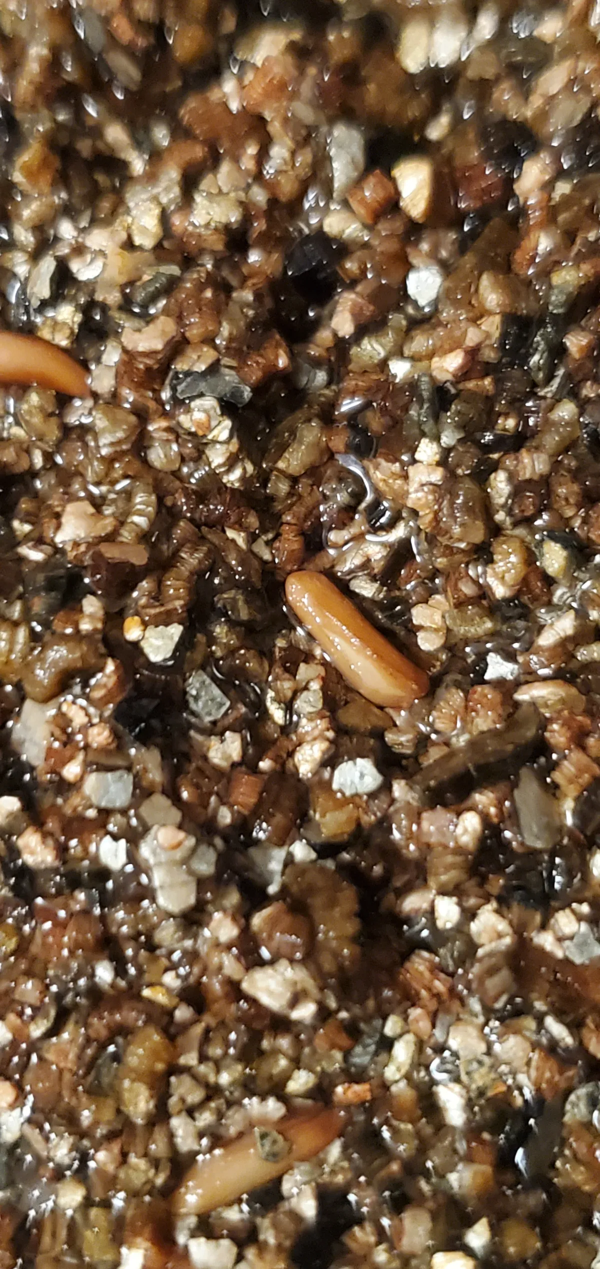 [無料種子] 発芽難 パキポディウム グラキリス　 Pachypodium rosulatum var. gracilius