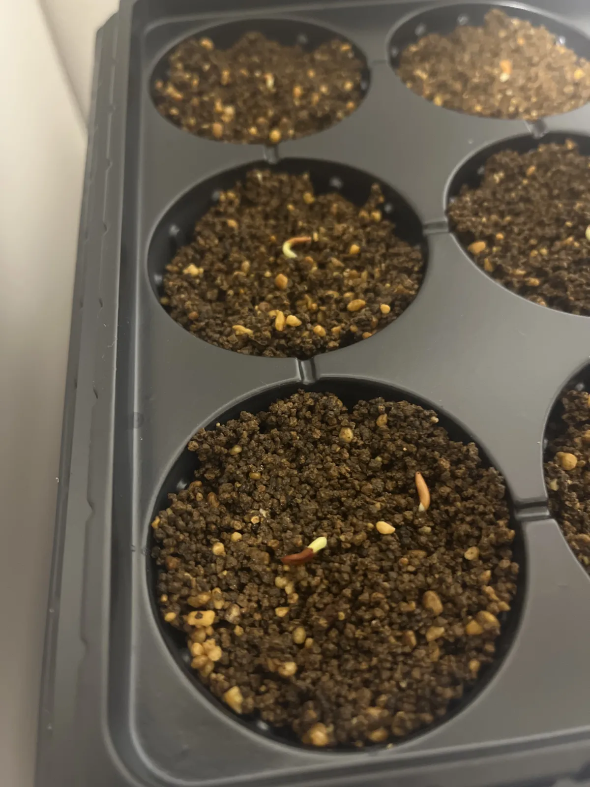 Pachypodium rosulatum var. gracilius (パキポディウム グラキリス)