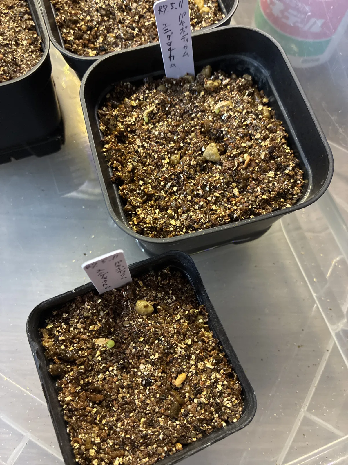 Pachypodium enigmaticum (パキポディウム エニグマチカム)