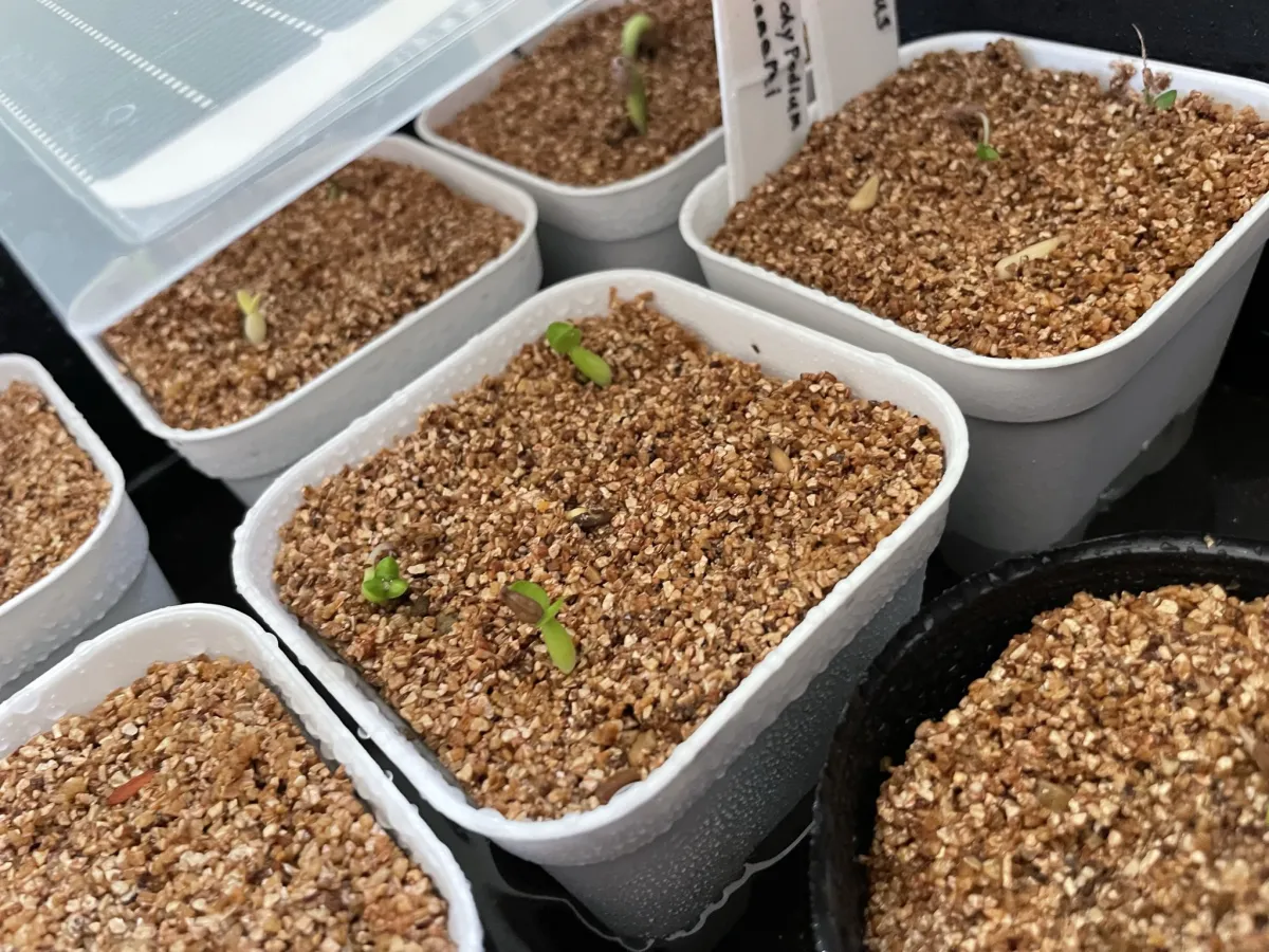 Pachypodium rosulatum var. eburneum (パキポディウム エブレネウム)