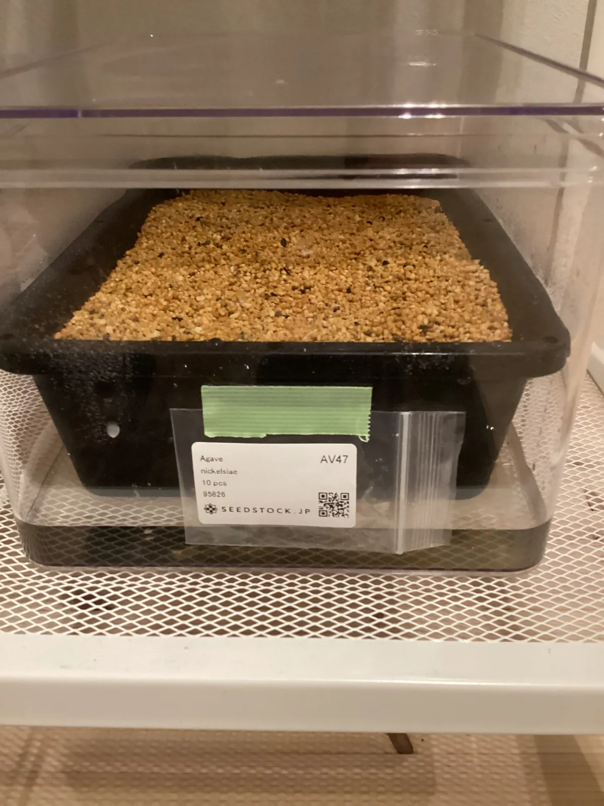 Agave nickelsiae (アガベ ニッケルシー)