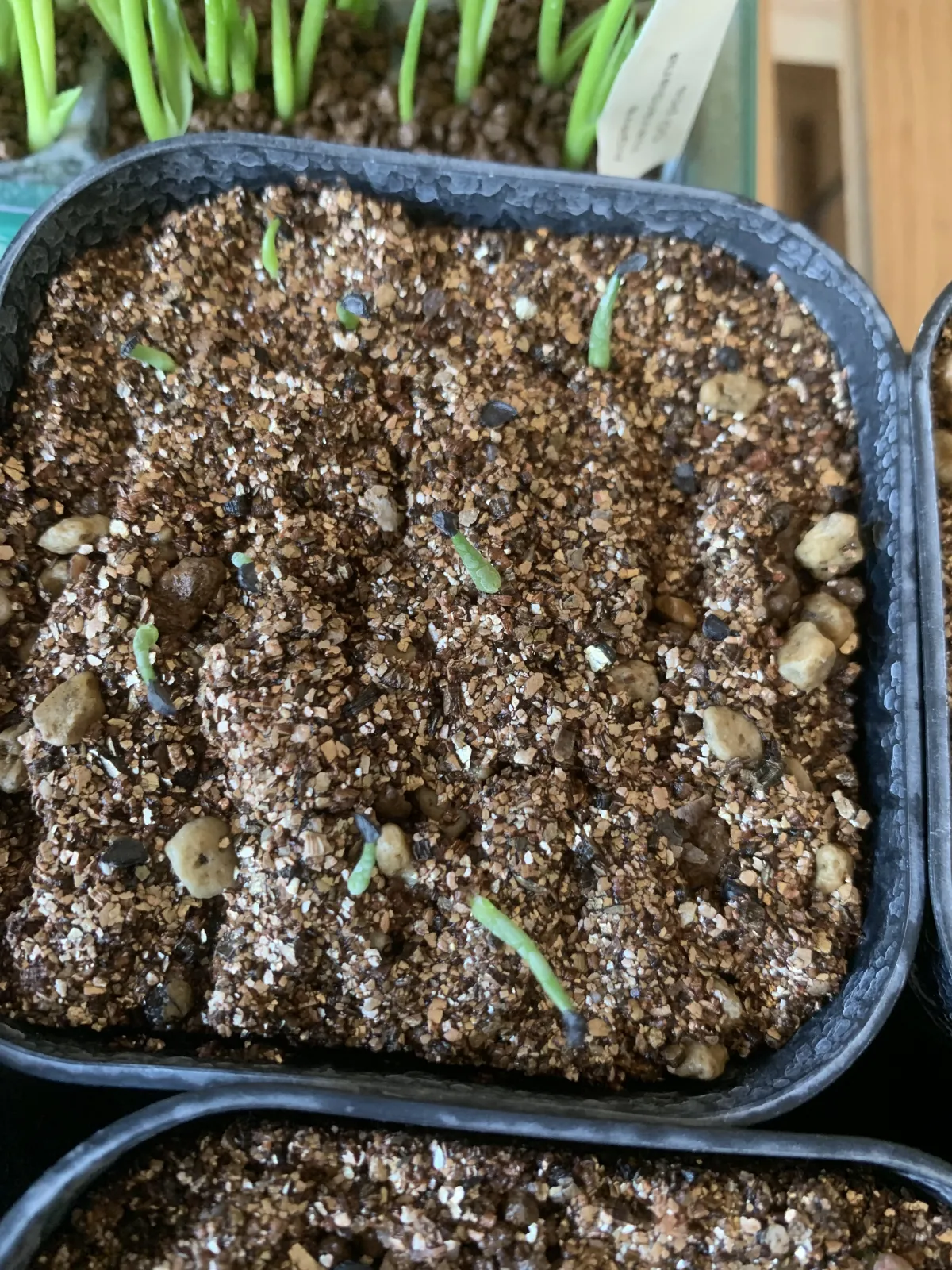 Agave filifera (アガベ フィリフェラ)