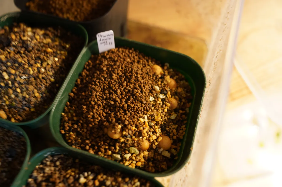 Delonix regia var. flavida (デロニクス レジア 鳳凰木)