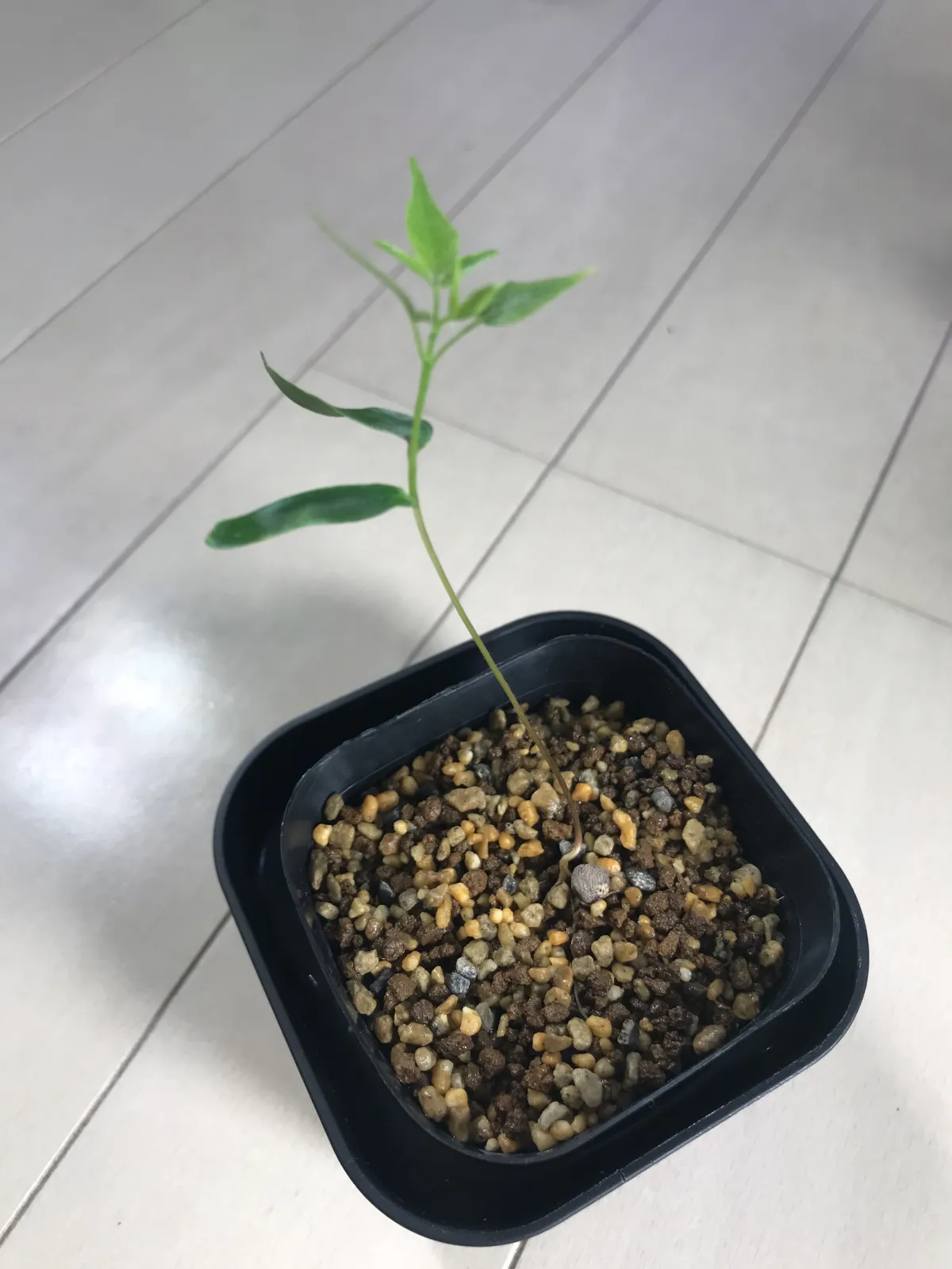 Operculicarya borealis (オペルクリカリア ボレアリス)