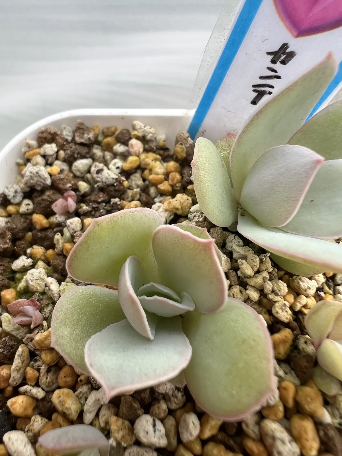 Echeveria cante White Cloud Echeveria (エケベリア カンテ)